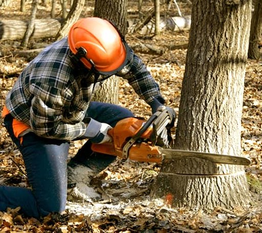 Tree Removal in Blue, AZ